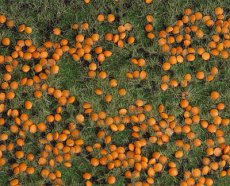 180459 180459 Pumpkin field.